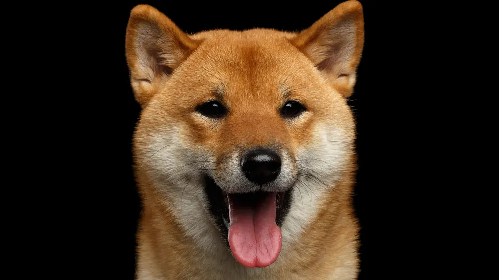 Elon Musk isn't afraid to tweet about cryptocurrency. Image: Shutterstock.