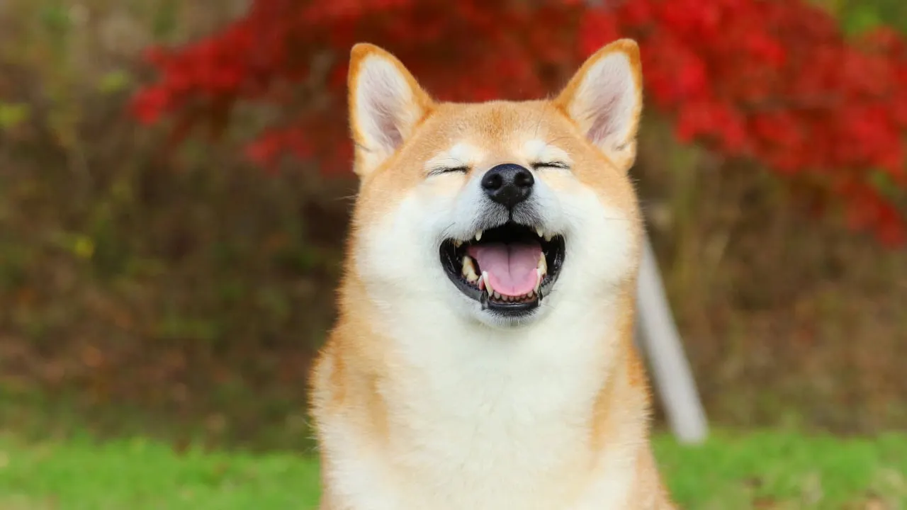 Dog-themed meme coins like Dogecoin and Shiba Inu are seeing a boost. Image: Shutterstock
