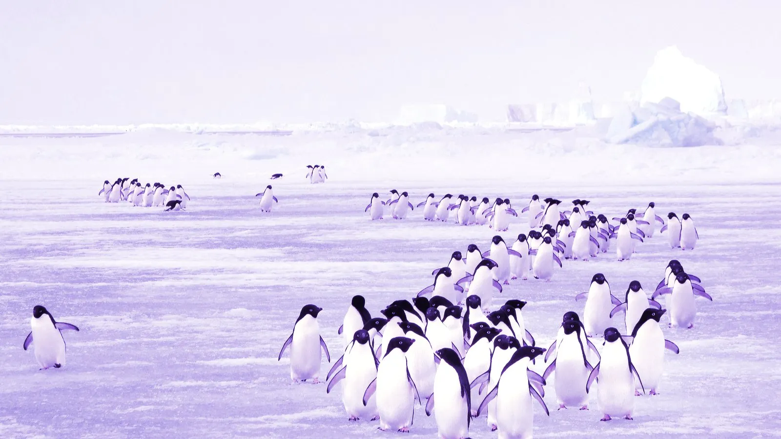 Penguin migration. Image: Shutterstock