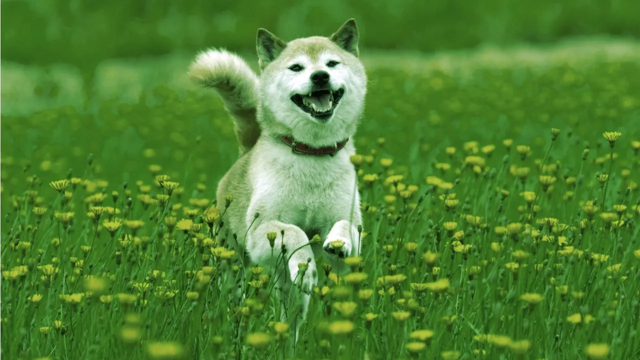 Shiba Inu had a fun year. Image: Shutterstock