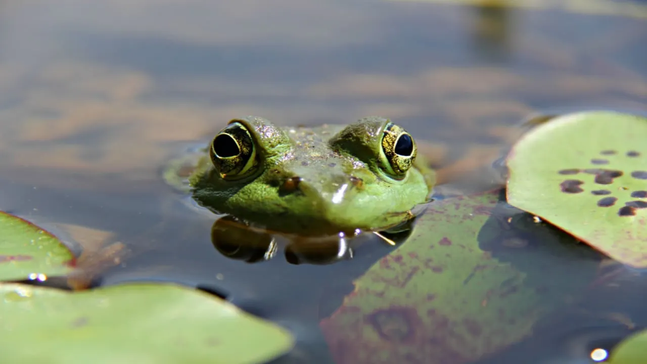 Pepe has become a popular meme coin in the crypto industry. Image: Shutterstock.