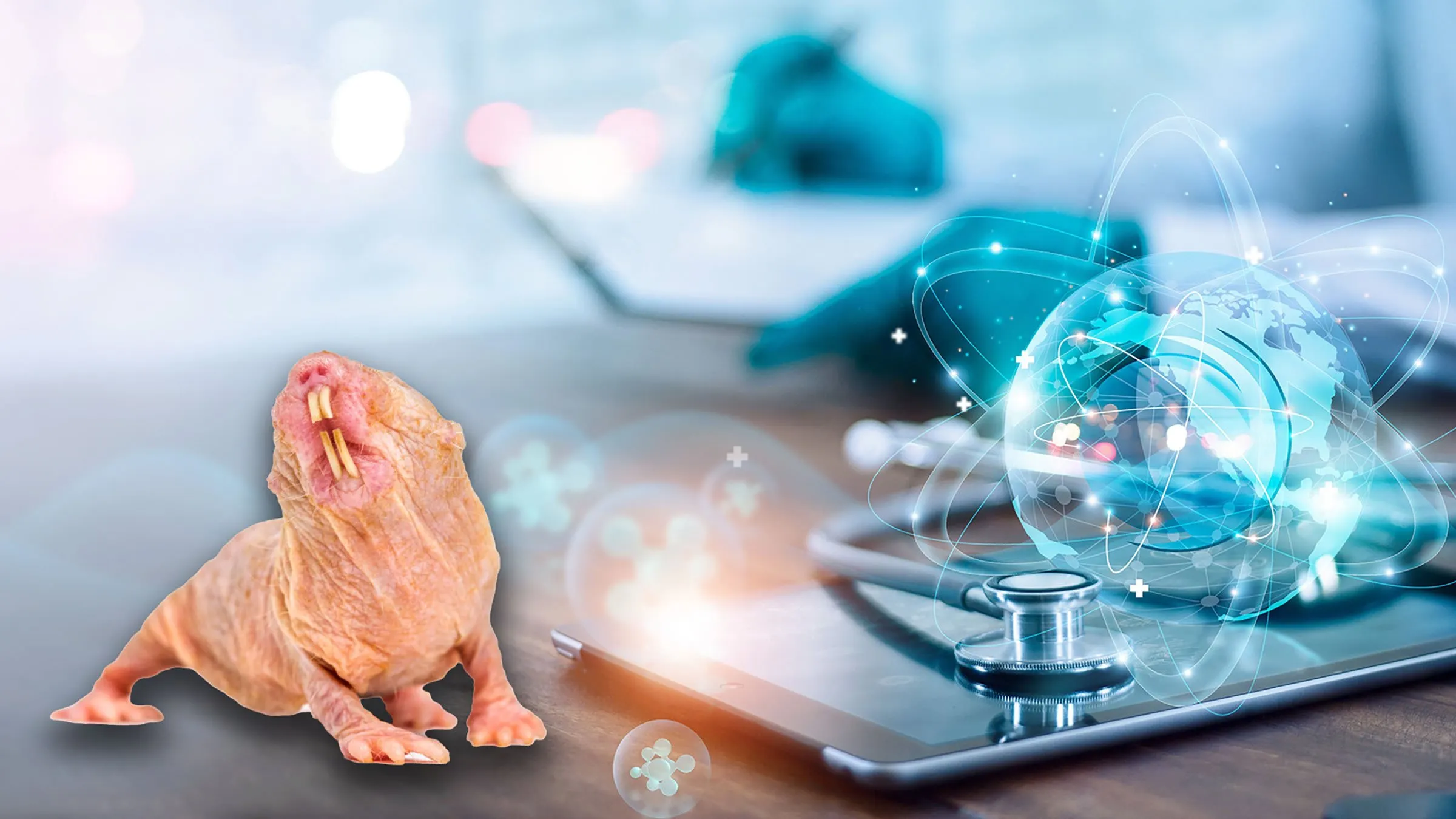 Naked-mole rats almost never get cancer, and scientists are studying whether humans can benefit from their biology. Images: Shutterstock