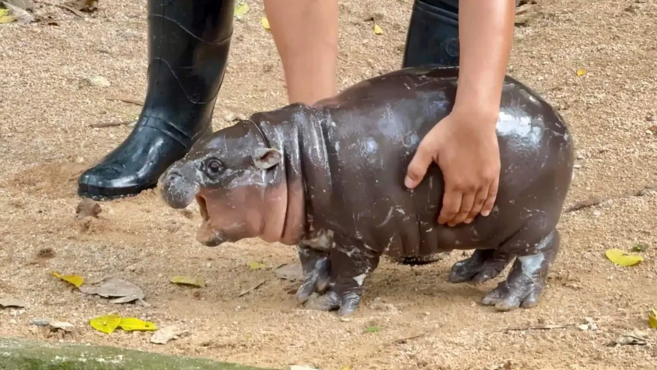 Viral hippo Moo Deng. Photo: Khao Kheow Open Zoo