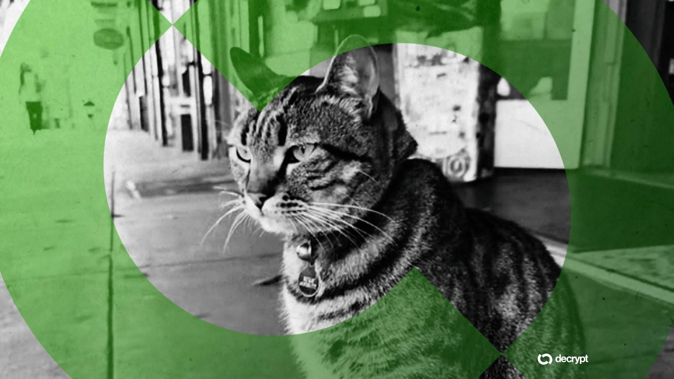 KitKat the cat. Image: Randa's Market/Decrypt